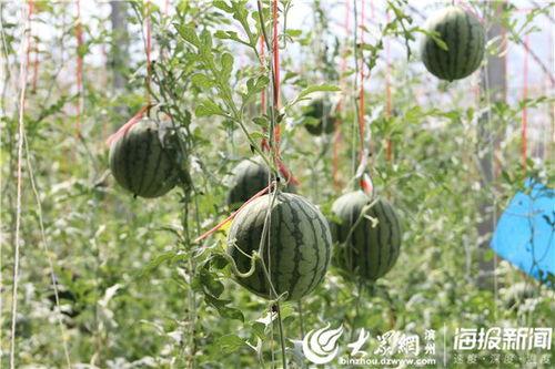 宜兴丁蜀视频吃瓜,一场别开生面的“吃瓜”盛宴