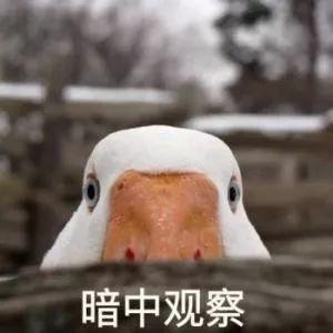 吃瓜鹅的搞笑视频下载,笑料百出，欢乐无限