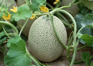 古代人吃哈密瓜视频播放,揭秘古人品尝哈密瓜的奇妙瞬间