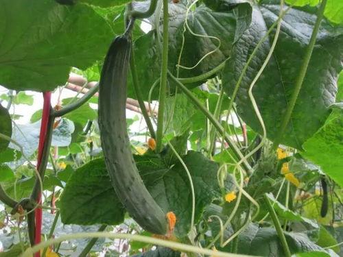 吃木边瓜的视频教程,木边瓜制作教程，视频教学带你一步步完成