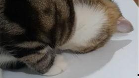 八哥吃瓜的视频大全集,趣味视频全集精彩回顾