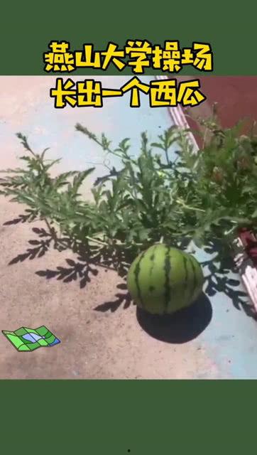 燕山大学吃瓜视频,揭秘校园生活趣味瞬间