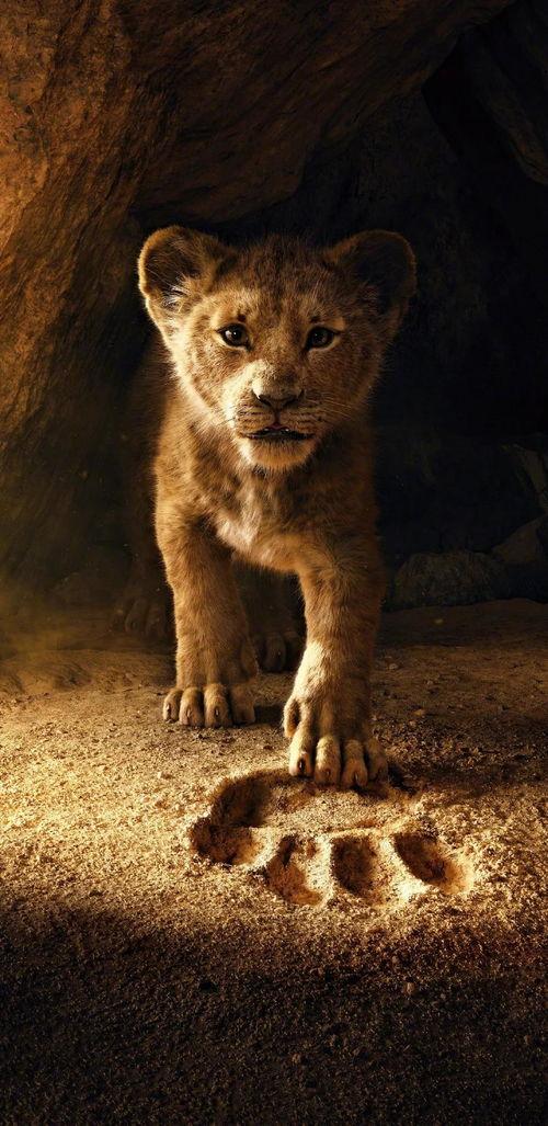 狮子王吃瓜晚会视频,一场草原上的娱乐盛宴