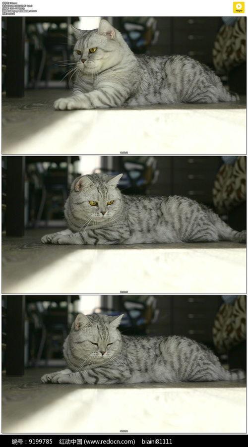 吃瓜小猫被抓视频大全,吃瓜小猫被抓视频大盘点