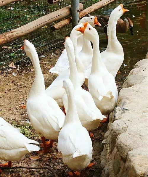 网红大鹅吃瓜视频,网红圈新潮流